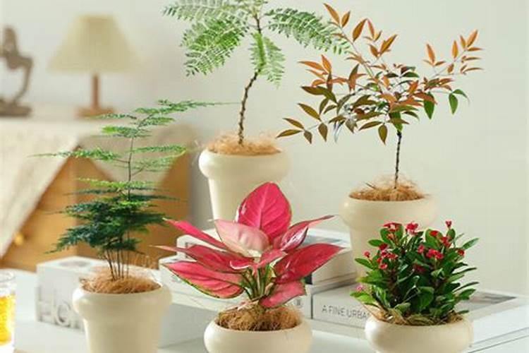茶花适合放办公室吗,放什么位置风水好