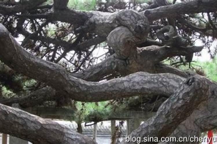 大邑道源圣城本地人需要门票吗？