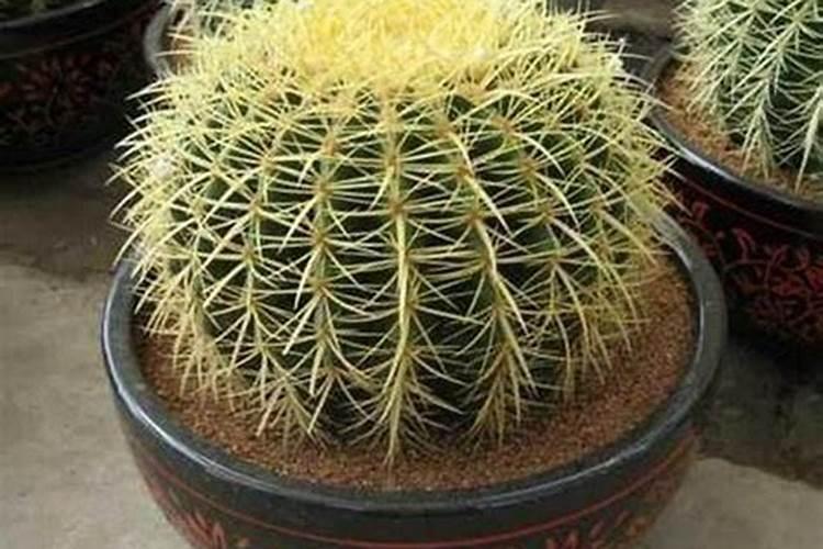 仙人掌的寓意风水