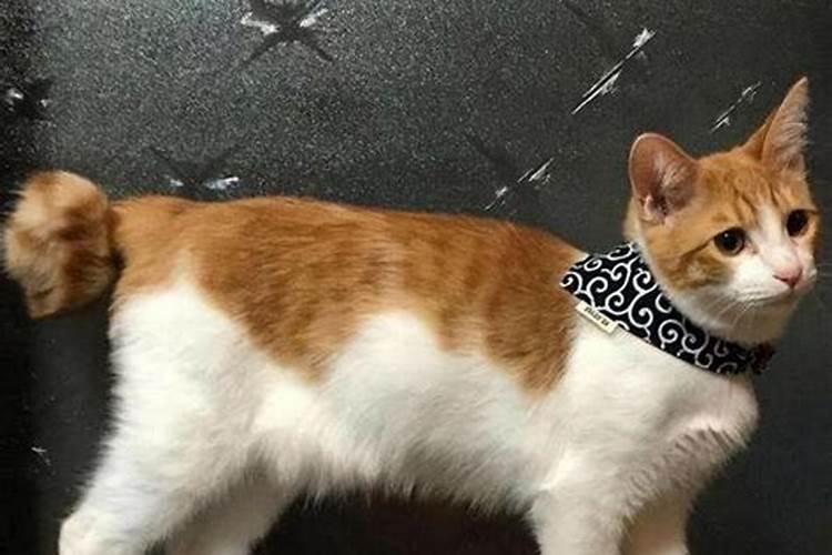 猫的风水有什么讲究