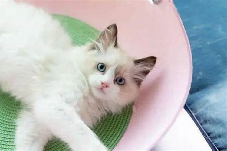 猫咪养什么最旺财运最好