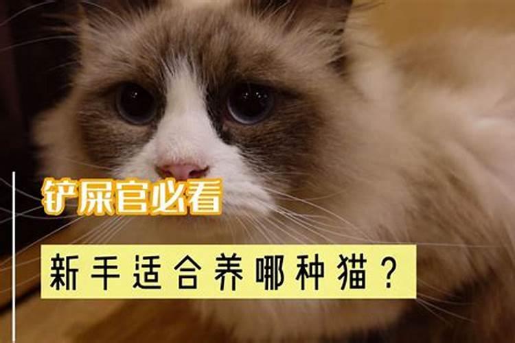 家里养什么猫风水最旺