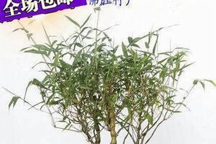 罗汉竹放在什么位置好