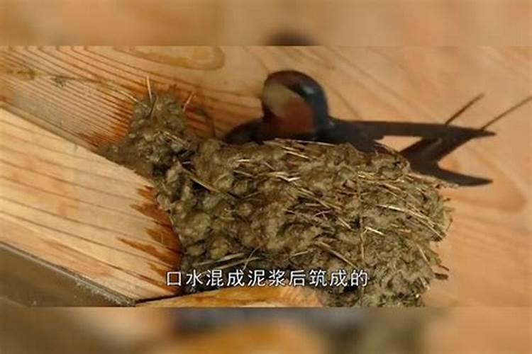 燕子进家必富贵的原因