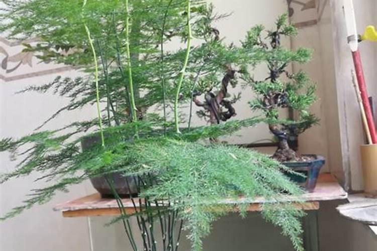 文竹适合放办公室吗