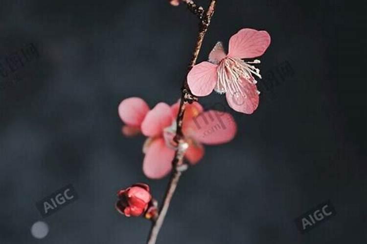 旺桃花的风水布局如何看