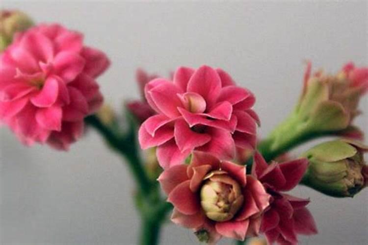 长寿花放在院子东南方向还是西南方向好花卉百科