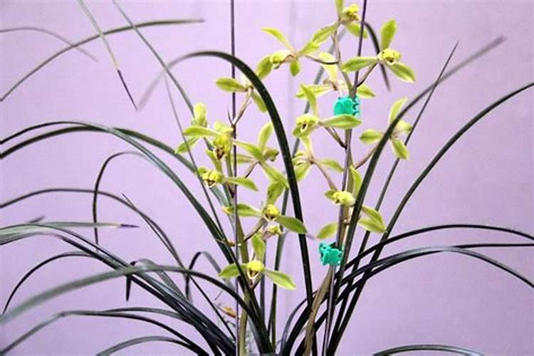 大花蕙兰风水禁忌与寓意(蕙兰摆放在家里客厅风水好吗)