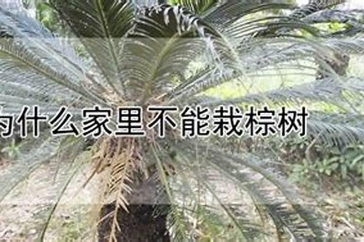 坟墓旁边有棕树会影响风水吗