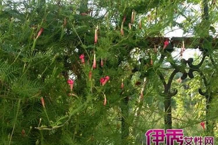 ...民宿做生意的,在风水角度看,门外种植爬藤月季花好不好？