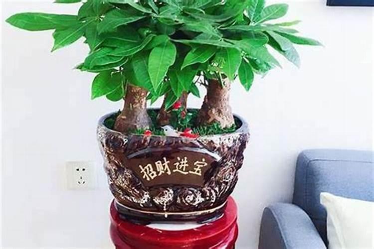 财务室里适合排放什么植物？从风水角度看