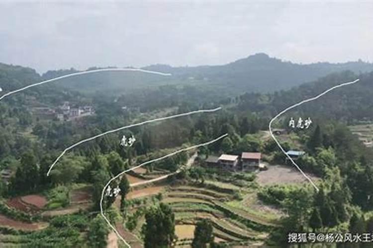 请问一下:九龟是佛用品还是道家的