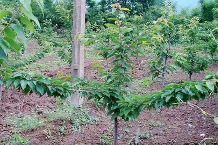 家里种车厘子树风水好吗