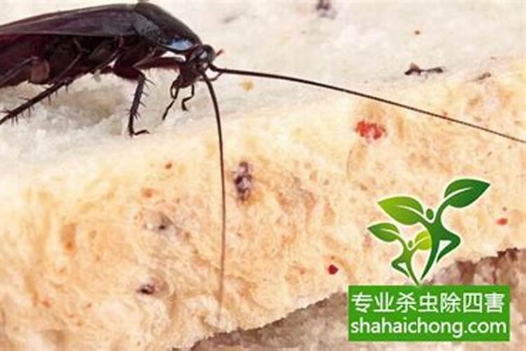 家里出现蟑螂风水预示有什么？