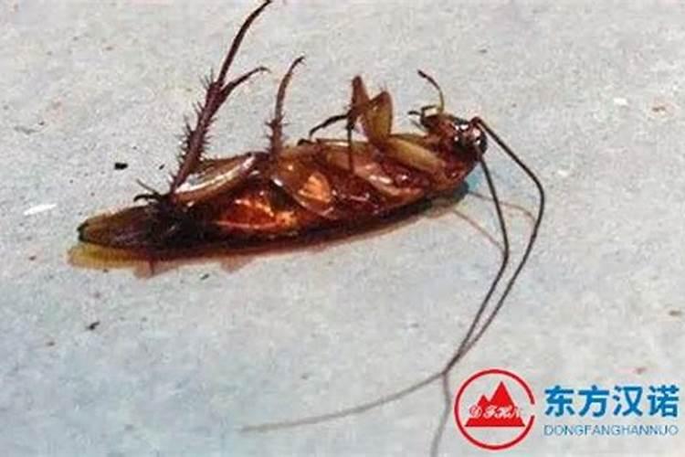 蟑螂进家古代迷信说法,蟑螂进家预示大吉大利,蟑螂进家是什么预兆...