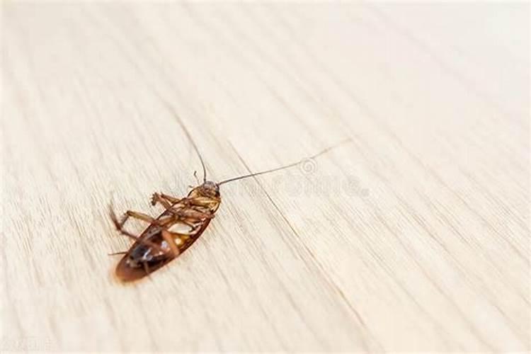 家里蟑螂多迷信怎么说家里蟑螂多迷信有什么说法