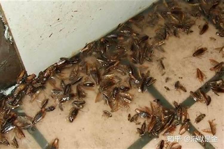 家里出现蟑螂风水预示