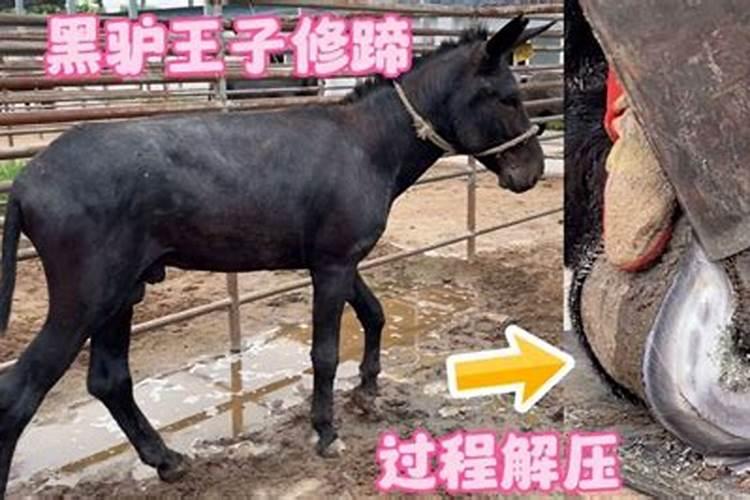 貔貅分公母吗