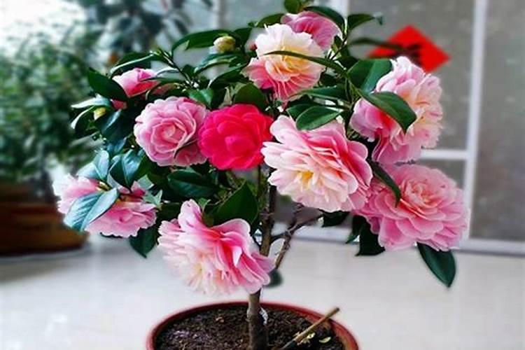 茶花有什么风水说法