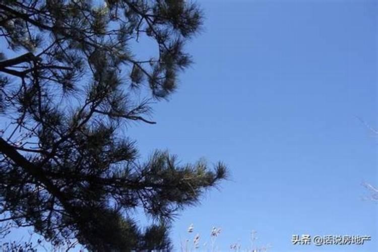 从风水的角度看院子里栽一棵雪松好吗