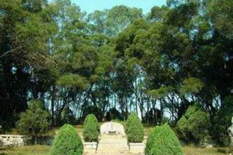 一般墓地种多少棵柏树吉利 坟地种几棵柏树好