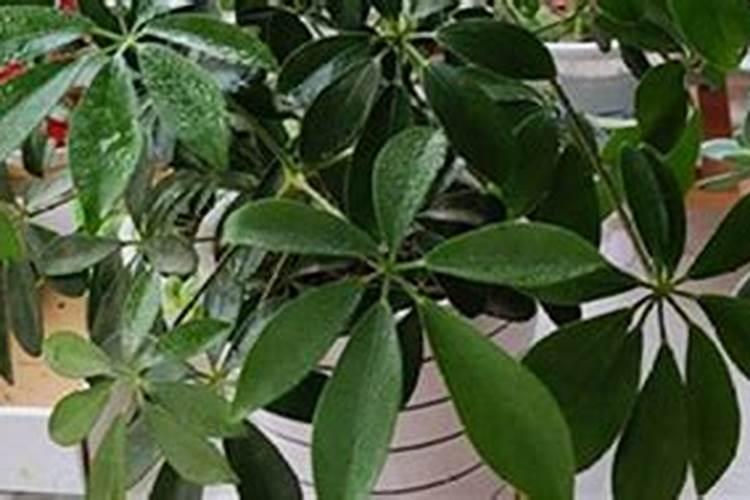 招财树要怎么养 放在什么位置旺风水
