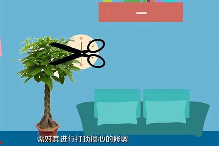 发财树春季修剪好吗,发财树什么季节修剪好(春季)