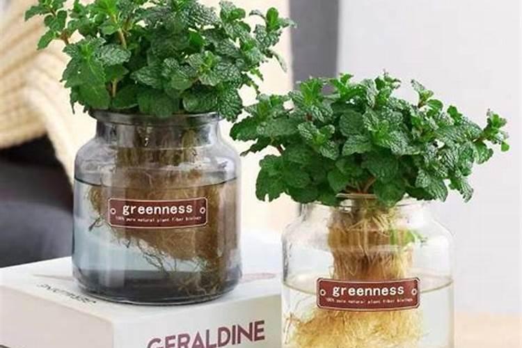 为何风水上不能养薄荷