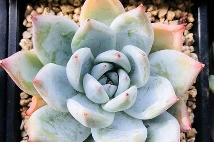 家里种什么植物可以让风水变得越来越好