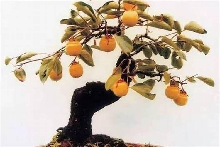 院子里种什么果树风水最旺