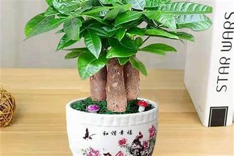 植物风水:店铺内的植物应该如何摆放旺财