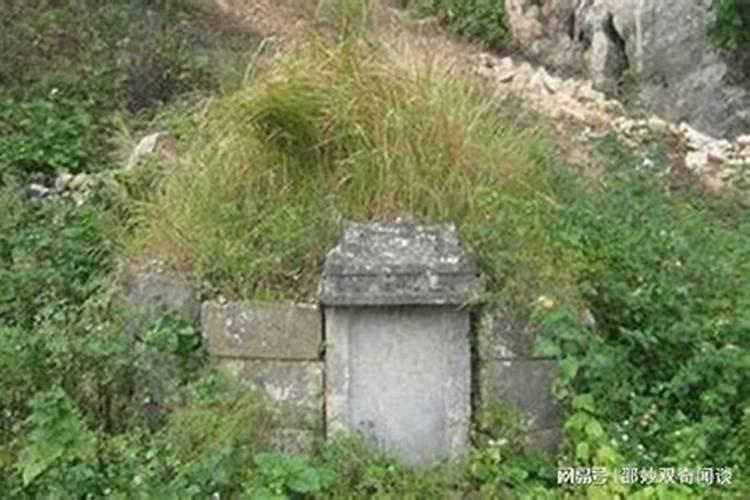 墓地为什么种龙柏