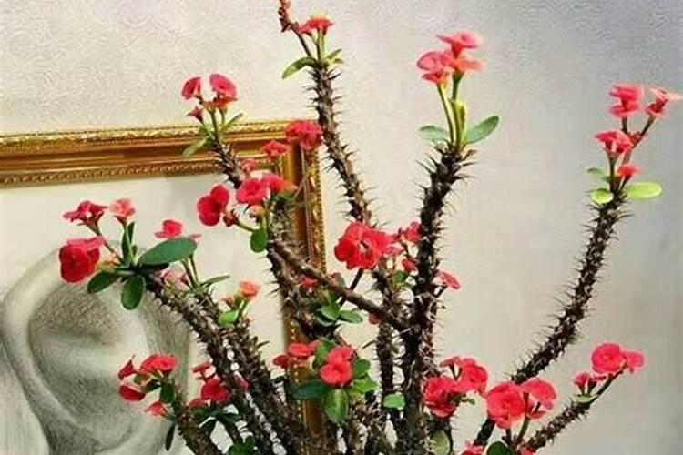 梅花风水上有什么说法 梅花风水好吗