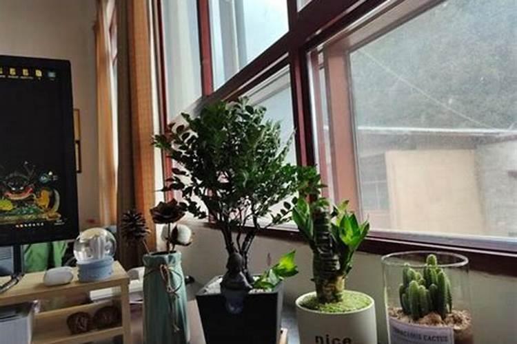 风水:我五行属水,在办公室养观音竹,放在办公桌的东北角,最好养几支？