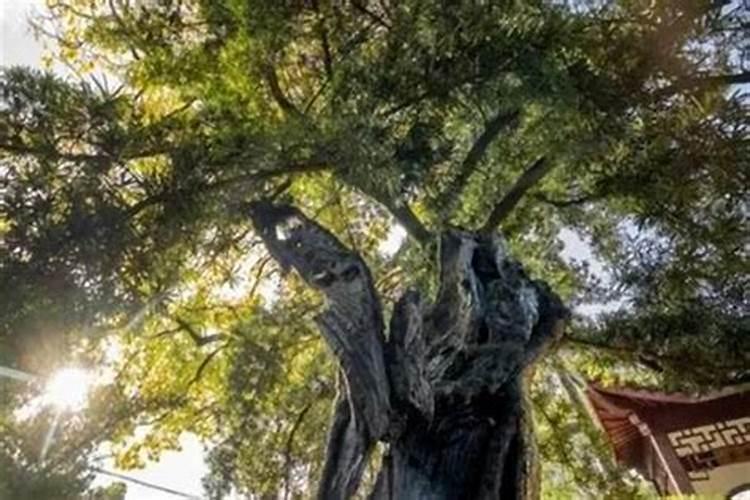 门前有棵大树 多少米远影响风水