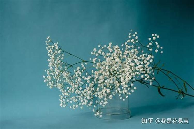 干花满天星的摆放风水 干花满天星的摆放风水有哪些说法