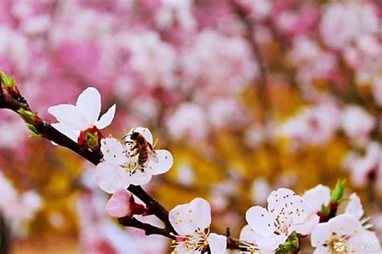 春暖花开养什么花最旺财