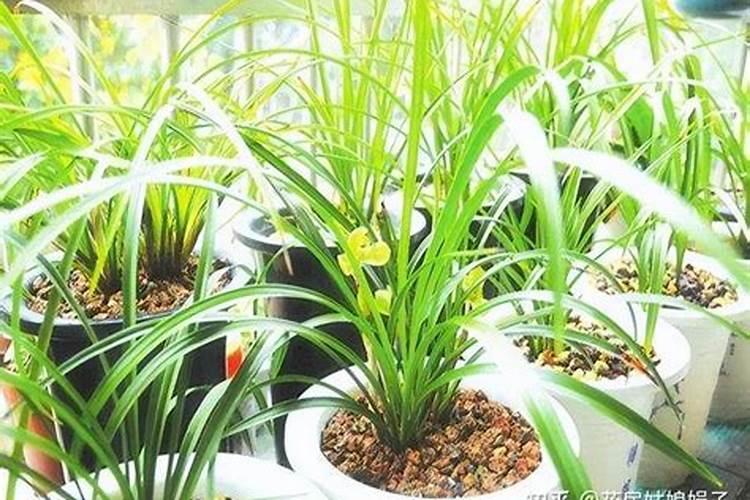 植物的摆放禁忌——这些植物放家里很不吉利!