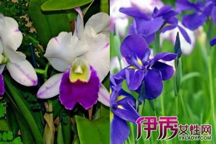 客厅植物盆栽摆放风水禁忌