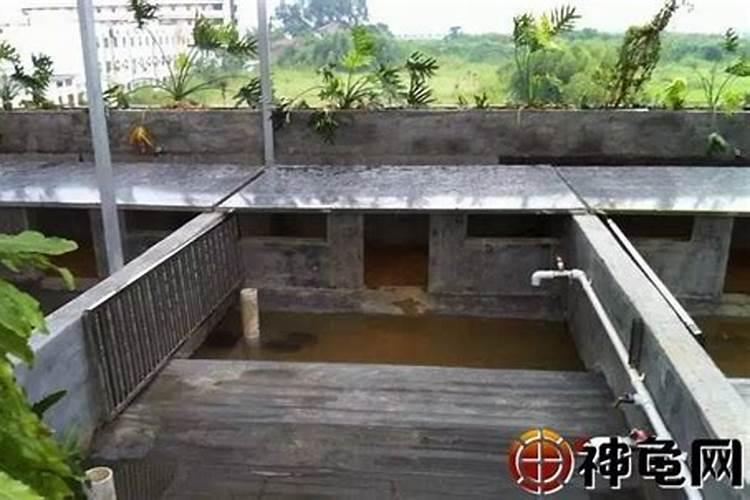 入户做乌龟池好吗,在风水上有什么讲究