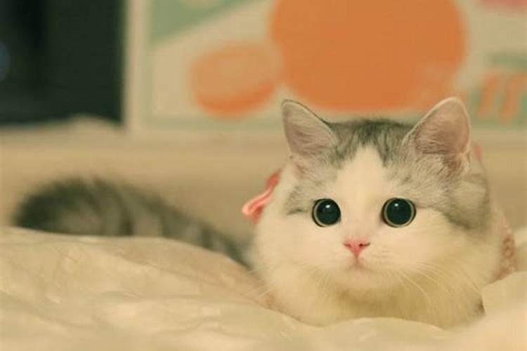 为什么有人认为养猫对风水不利？
