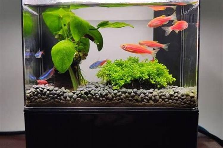 办公室风水鱼养什么