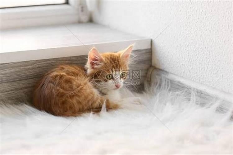 养猫的家庭如何化解“猫来富”的说法？