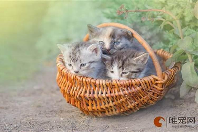 家里进猫是吉还是凶怎么破解