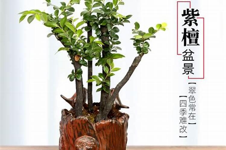 小叶紫檀的风水寓意和摆放位置