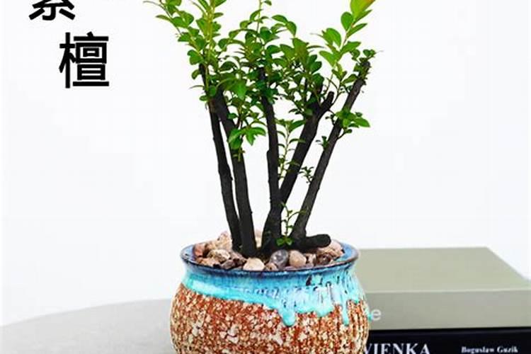 小叶紫檀树是风水禁忌
