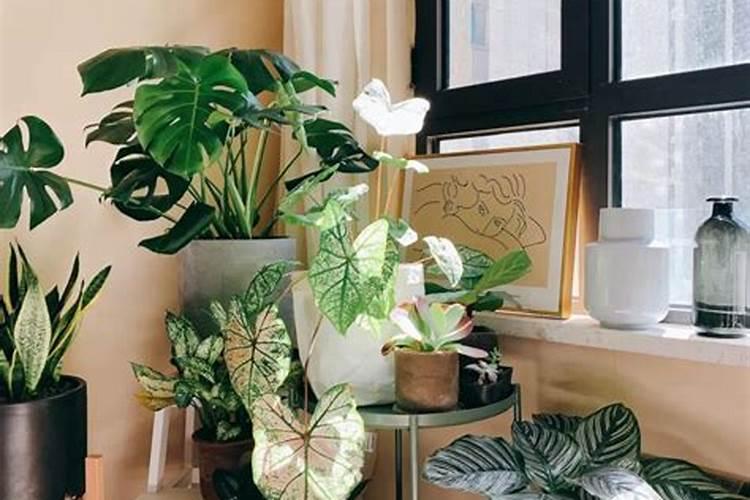 绿植摆放在哪里最旺财 绿植摆放在什么地方最旺财