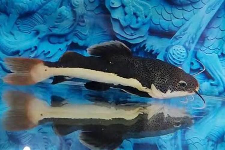 招财猫鱼养多少条风水