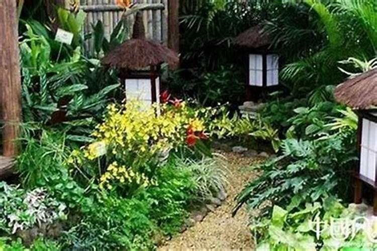 家里养什么植物风水好