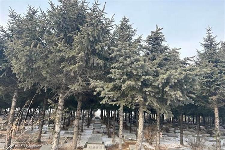 雪柳招财还是破财
